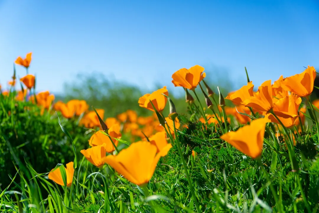 California spring wildflowers