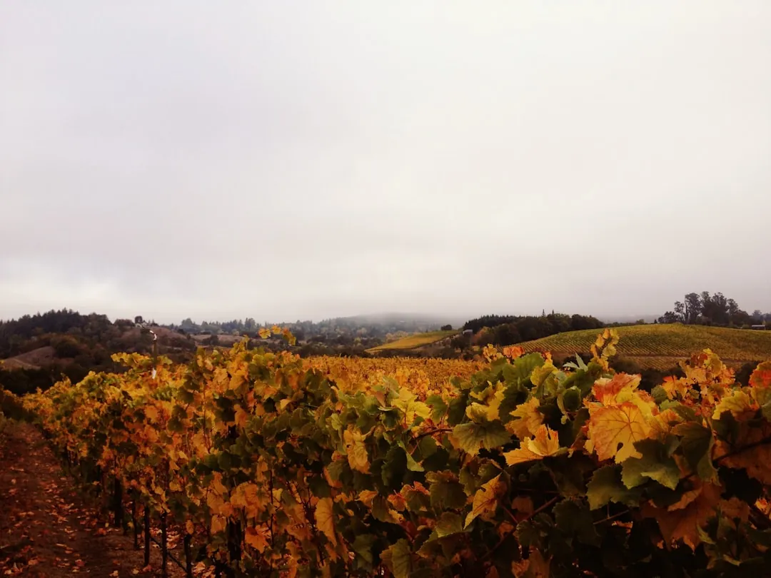 California fall harvest festival with pumpkins and autumn colors