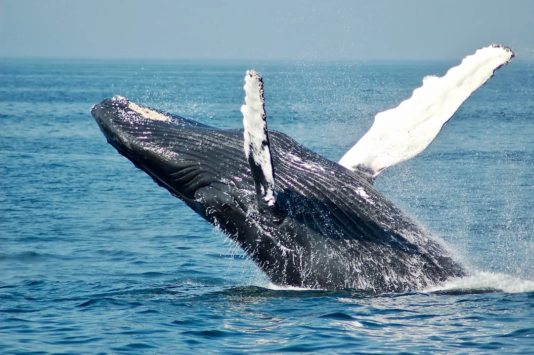 Gray whale spouting off the California coast