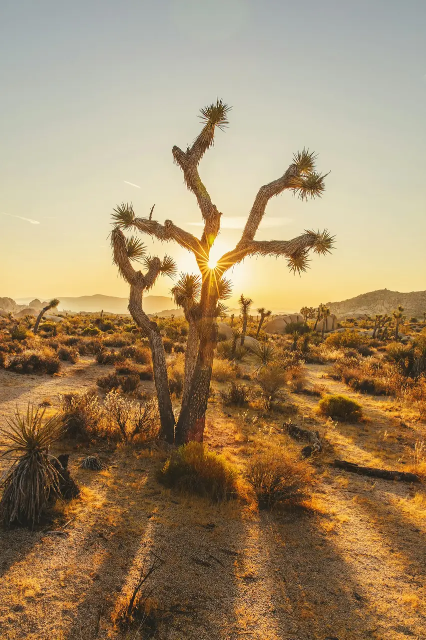 Joshua trees and boulders in Joshua Tree National Park