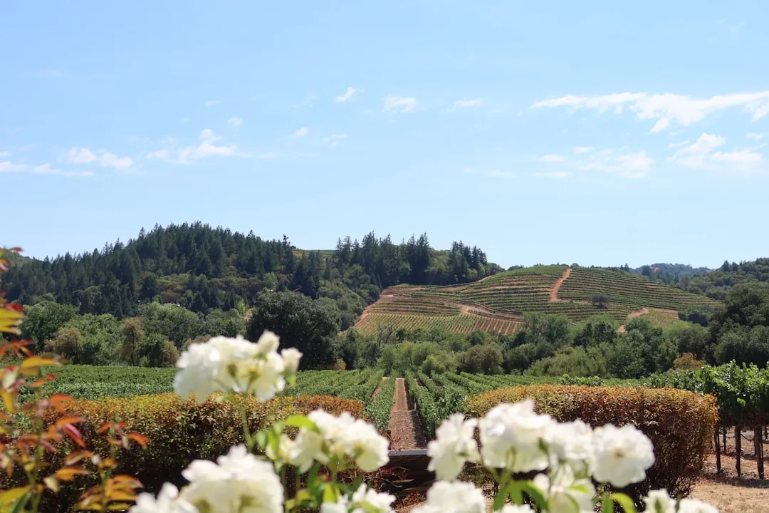 California wine country vineyard landscape