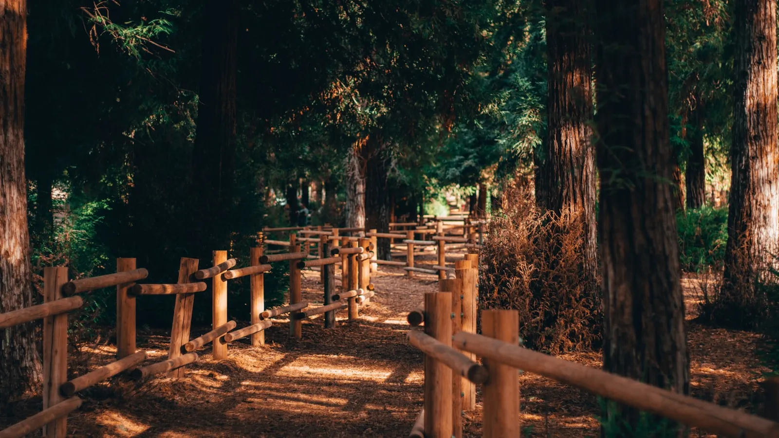 Giants of Redwood National Park
