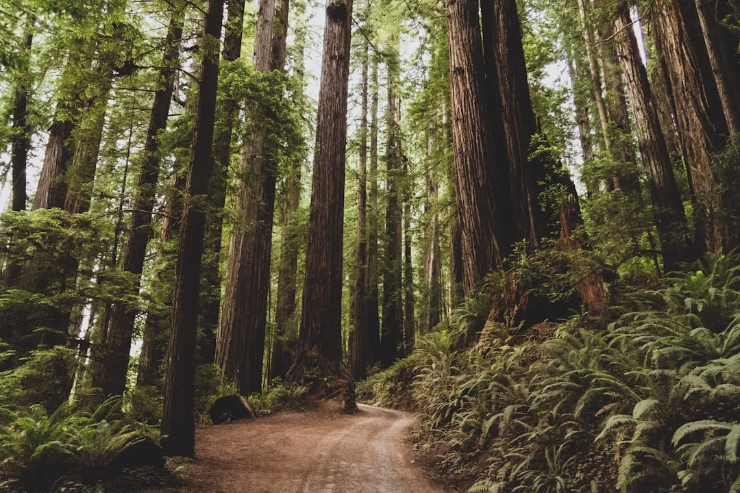 Misty redwood forest in Northern California