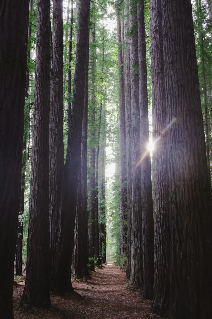 Redwood trail
