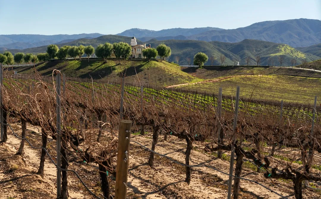 Temecula vineyard rows in wine country